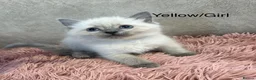 Ragdoll cats for sale: Blue Point & Choc Point Pure Bicolour Ragdolls - Advert 3