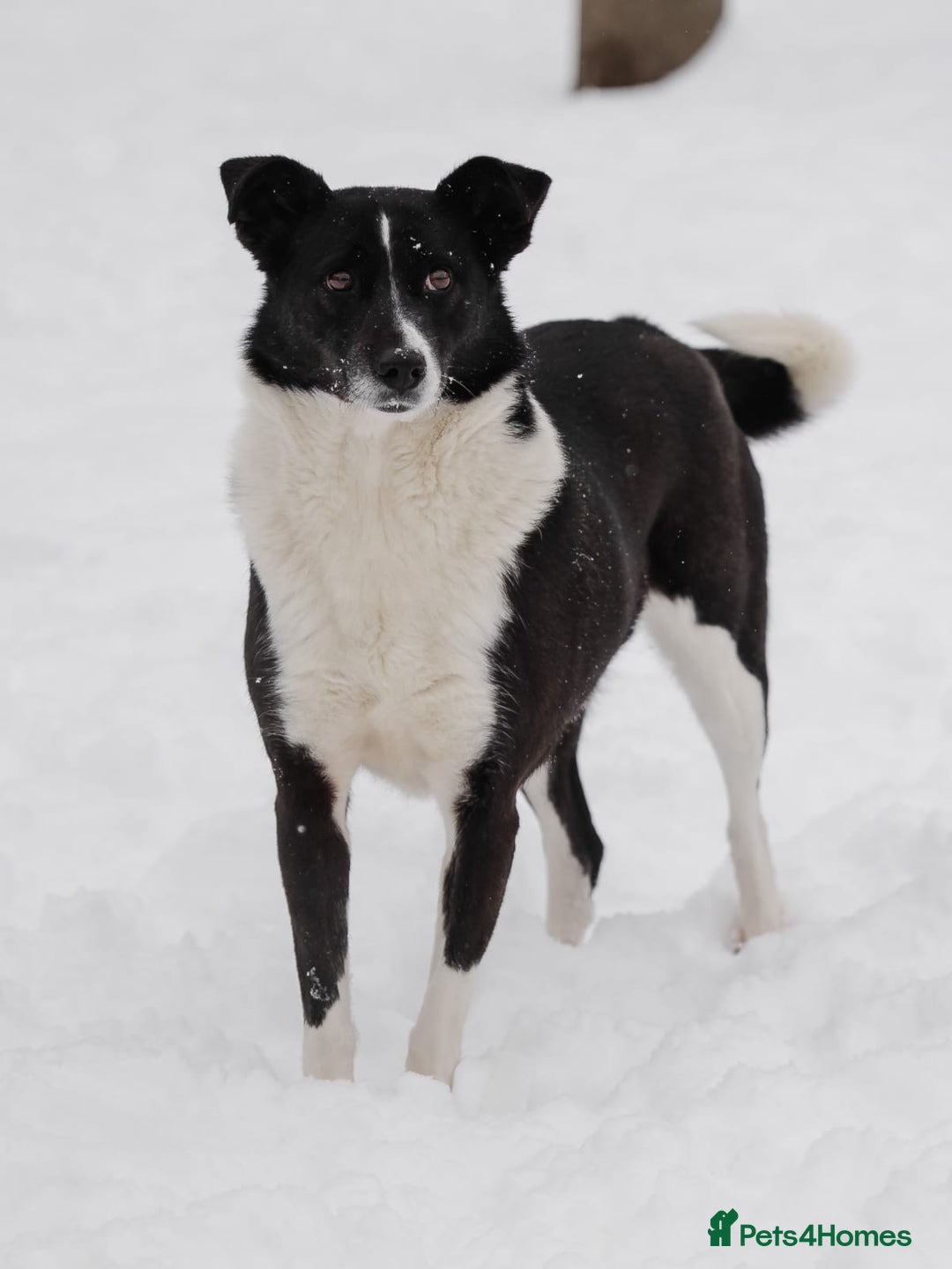 Mixed Breed dogs for adoption: ❤️Zoria❤️- medium-sized 2-year-old sunny girl  - Advert 10