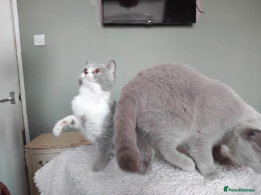 British Shorthair cats for sale:  Lilac & chocolate British Shorthair kittens  - Advert 3