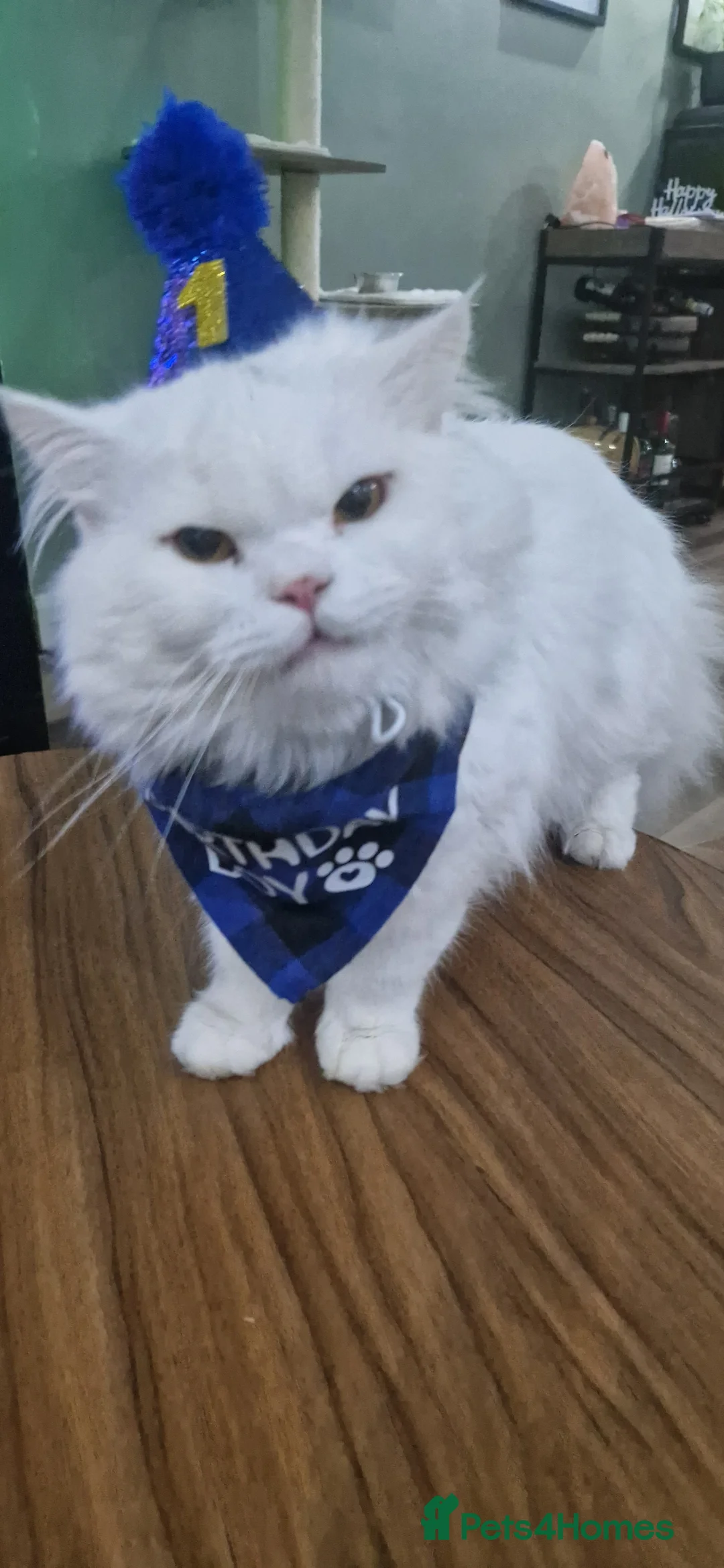 Persian cats for sale: Ready for new home Persian kittens - Advert 10