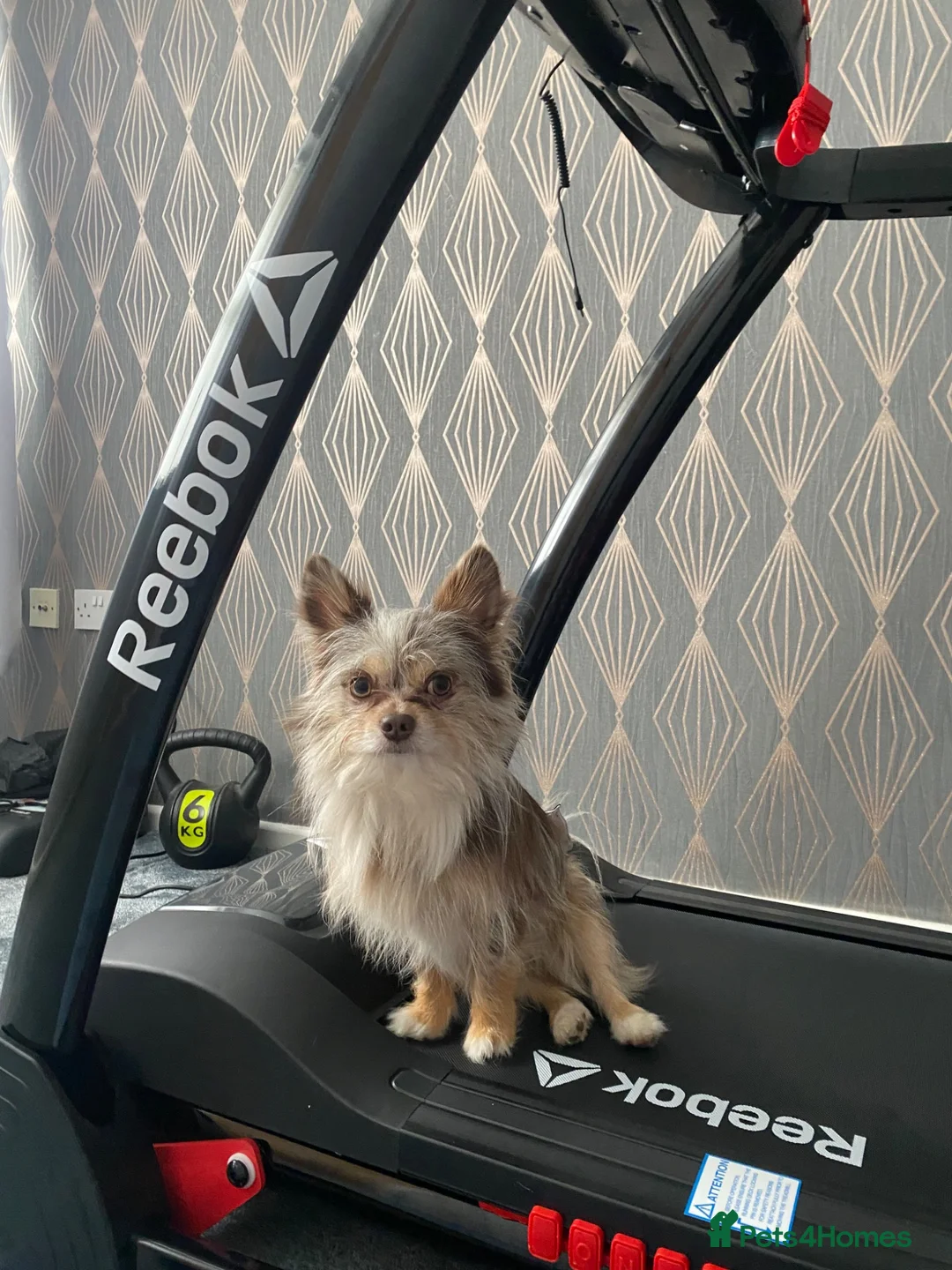 Mixed Breed dogs for sale: Loving Merle Chihuahua looking for forever home in Rotherham - Advert 1