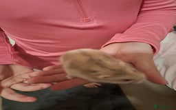 Hamster rodents for sale: Dwarf hamster  - Advert 2