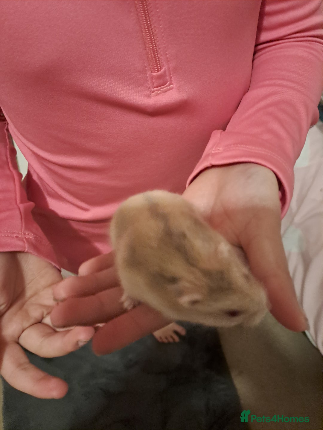 Hamster rodents for sale: Dwarf hamster  - Advert 2