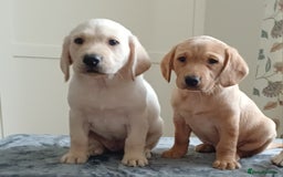 Labrador Retriever dogs for sale: PUPPIES 🐶🐾 - Image 10