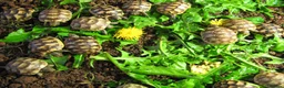 Hermann Tortoise reptiles for sale: Baby Hermann & Spur-thigh Tortoises for sale - Advert 14