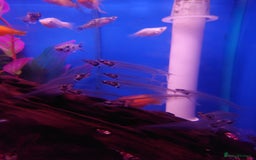 Other/Mixed Breed fish for sale: Fish Stock List - Updated Regularly  - Image 38