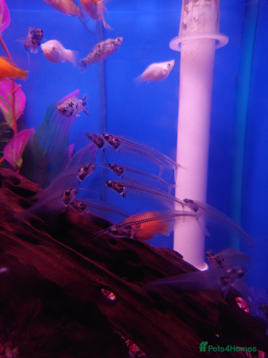 Other/Mixed Breed fish for sale: Fish Stock List - Updated Regularly  - Image 38