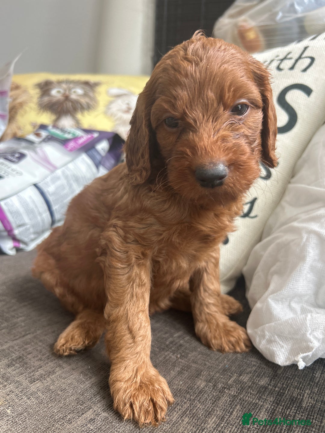 Irish Doodle dogs for sale: Irish doodles - Image 13