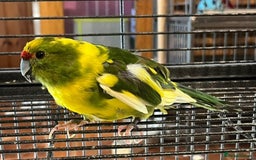Parakeets birds for sale: Green pied pair kakarikis - Image 2