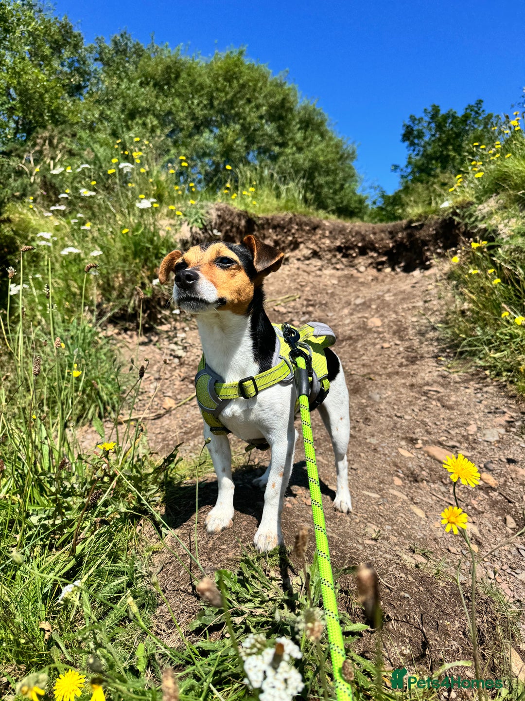 Jack Russell dogs for sale: 2yr old JRT **PLEASE read description** - Image 2