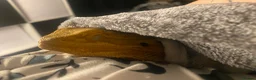 Bearded Dragon reptiles for sale: Bearded dragon  - Advert 4