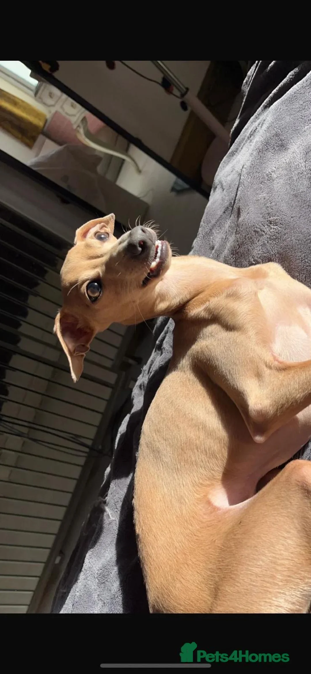 Italian Greyhound dogs for sale: Beautiful cream KC Registered Italian Greyhound  - Advert 10