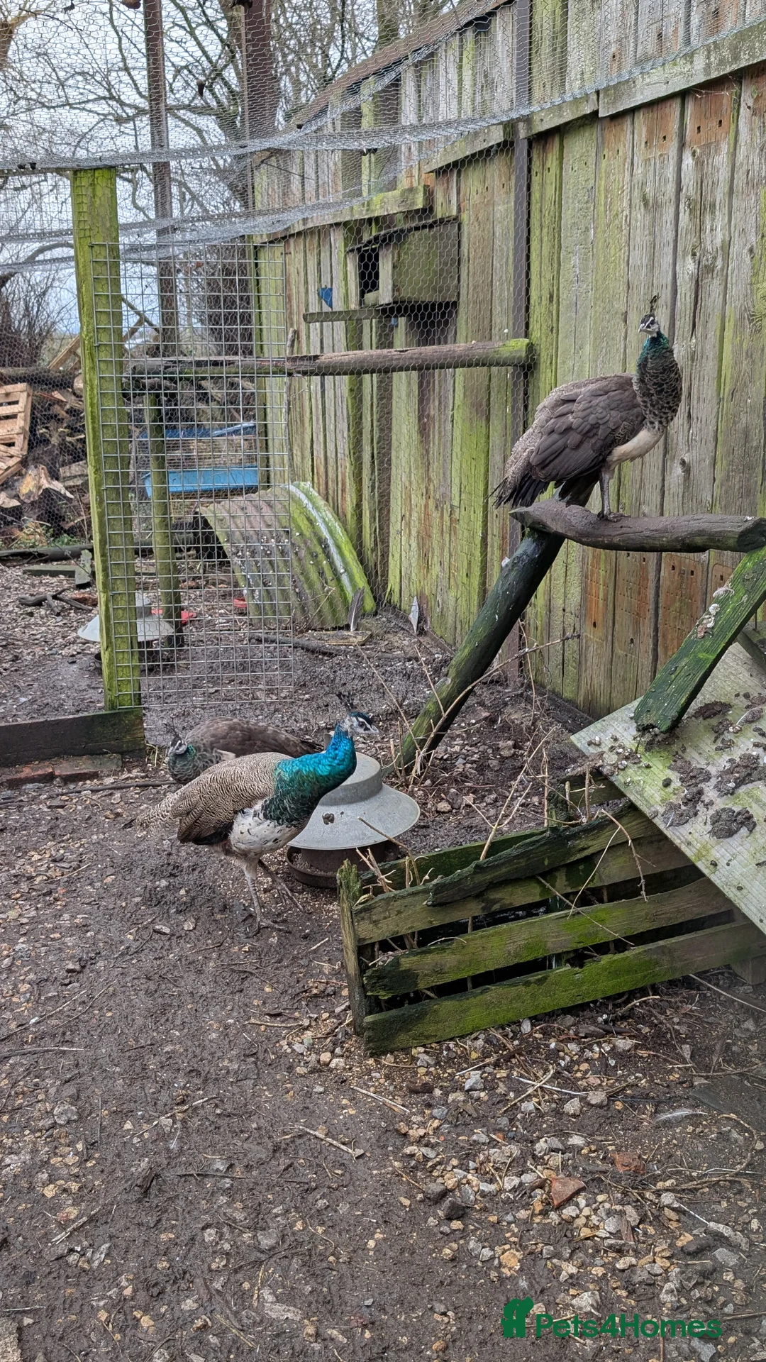 Peafowl poultry for sale: Trio of Indian blue peafowl  - Advert 1