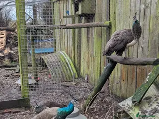 Peafowl poultry Trio of Indian blue peafowl - Advert 4