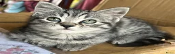 Mixed Breed cats for sale: 5 lovely kittens for sale  - Advert 15