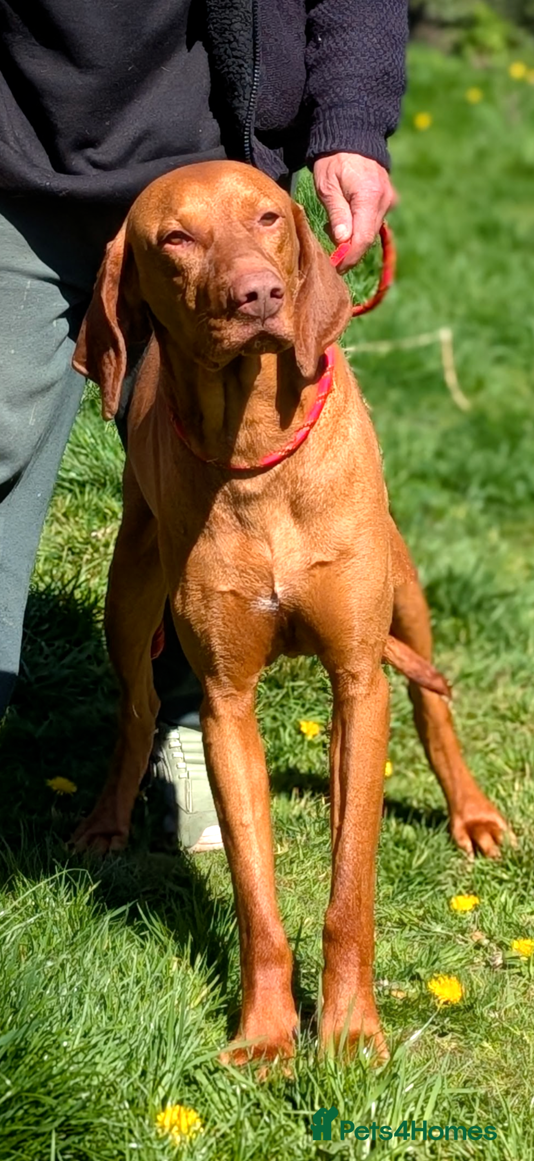 Hungarian Vizsla dogs for sale: Clever Trained Boy  - Advert 2