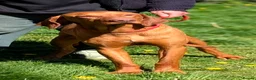 Hungarian Vizsla dogs for sale: Clever Trained Boy  - Advert 2