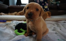 Labrador Retriever dogs for sale: READY NOW Stunning Fox red Labrador puppies - Advert 30