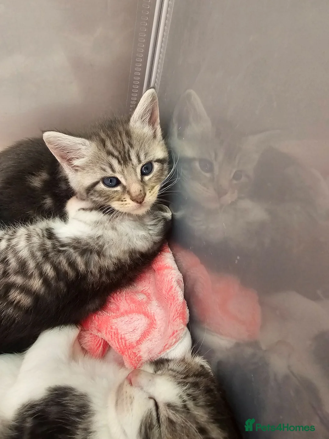 Maine Coon cats for sale: 7 main coon kittens  - Advert 2