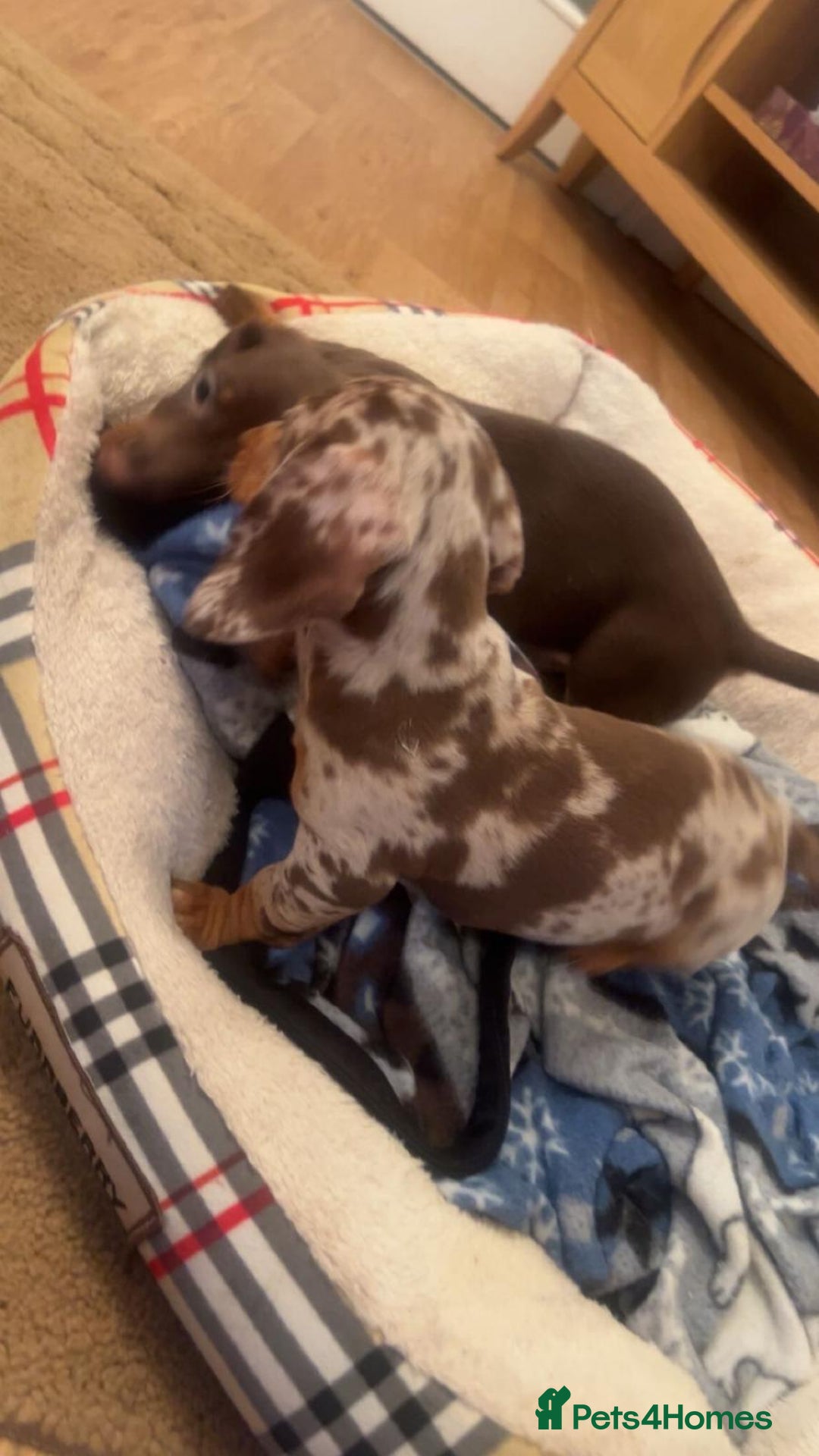 Dachshund dogs for sale: Dachshund for sale  - Advert 6