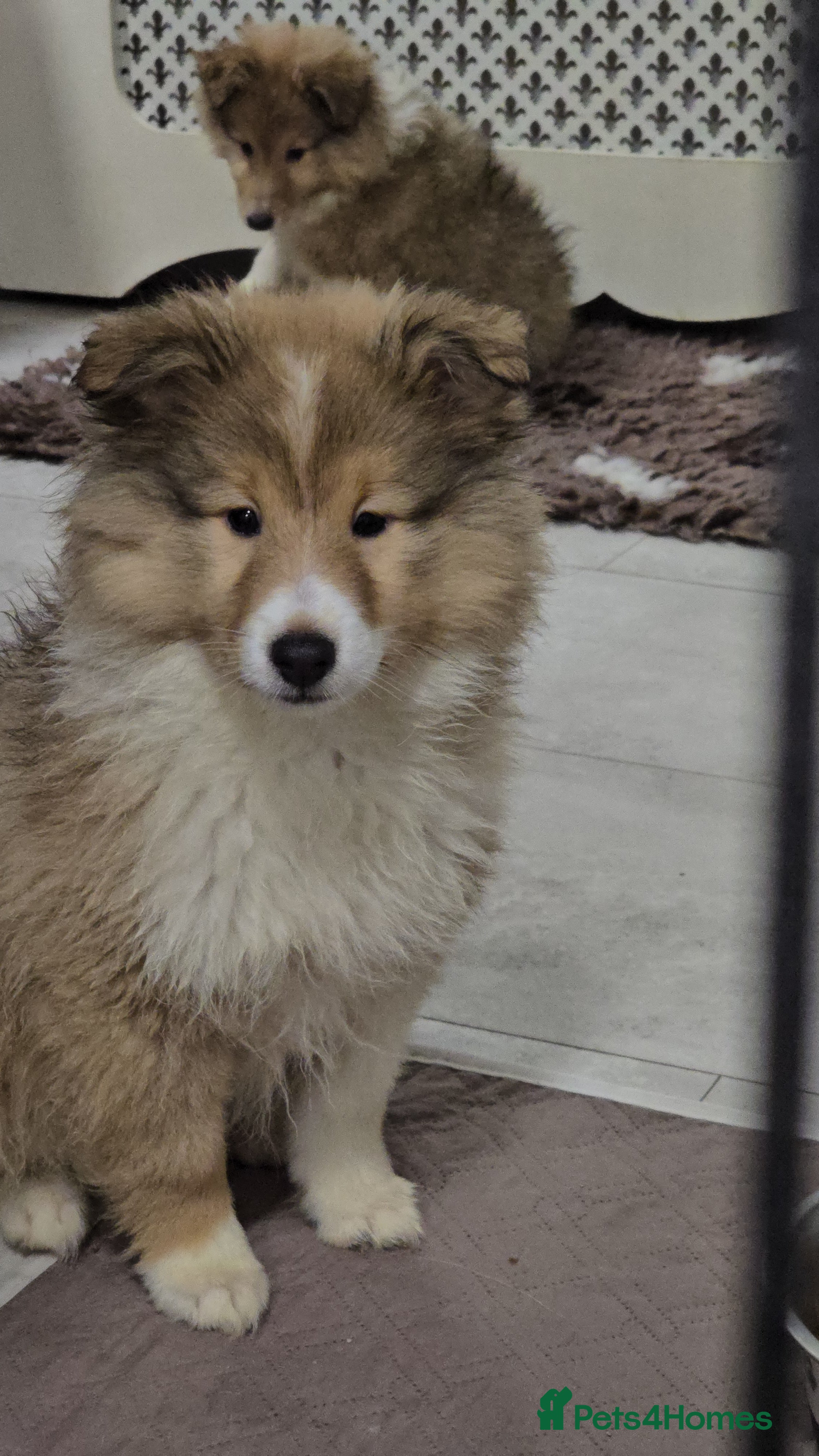 Shetland Sheepdog dogs 2 Shetland sheepdog puppy girls - Advert 3