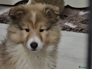 Shetland Sheepdog dogs 2 Shetland sheepdog puppy girls - Advert 3