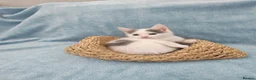 Mixed Breed cats for sale: Beautiful Kittens Videos in Barnsley - Advert 10
