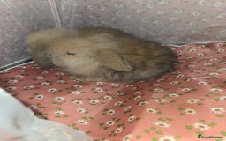 Mini Lion Lop rabbits for sale: ADORABLE BABY MINI LION LOPS  - Image 4