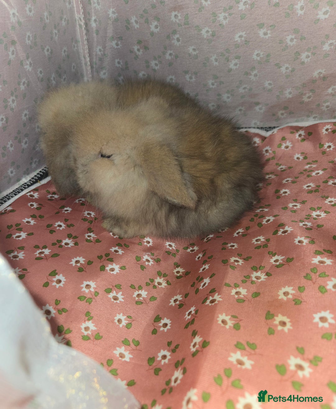 Mini Lion Lop rabbits for sale: ADORABLE BABY MINI LION LOPS  - Image 4