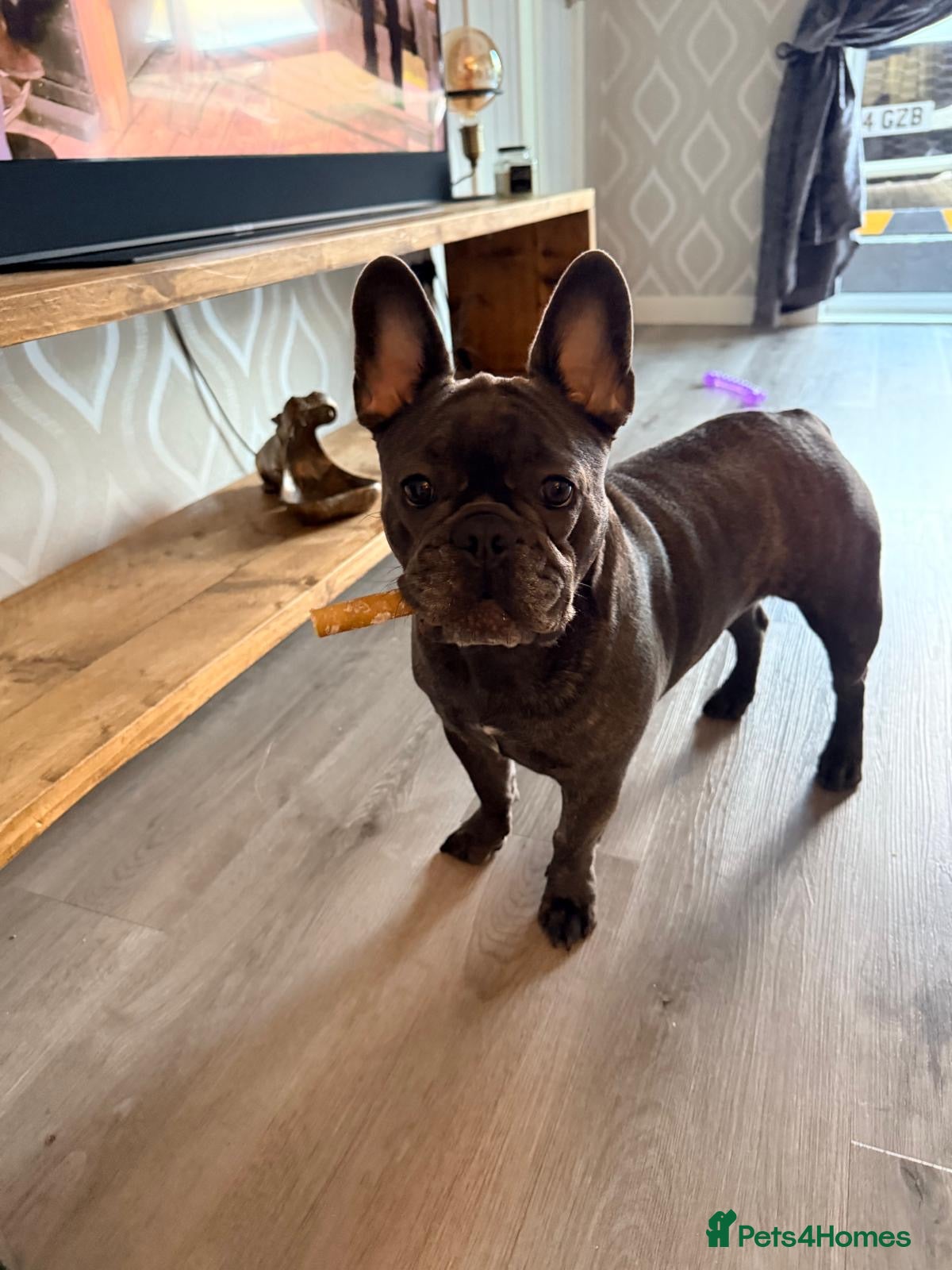 French Bulldog dogs French bulldog - Advert 9