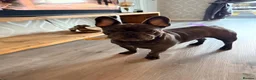 French Bulldog dogs for sale: French bulldog - Advert 1