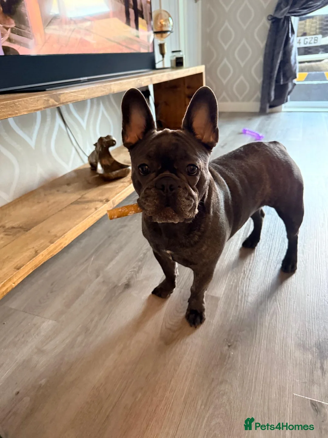 French Bulldog dogs for sale: French bulldog - Advert 1