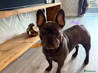 French Bulldog dogs French bulldog - Advert 2