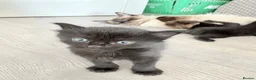 Mixed Breed cats for sale: 5 beautiful black fluffy kittens for sale  in Reading - Advert 4