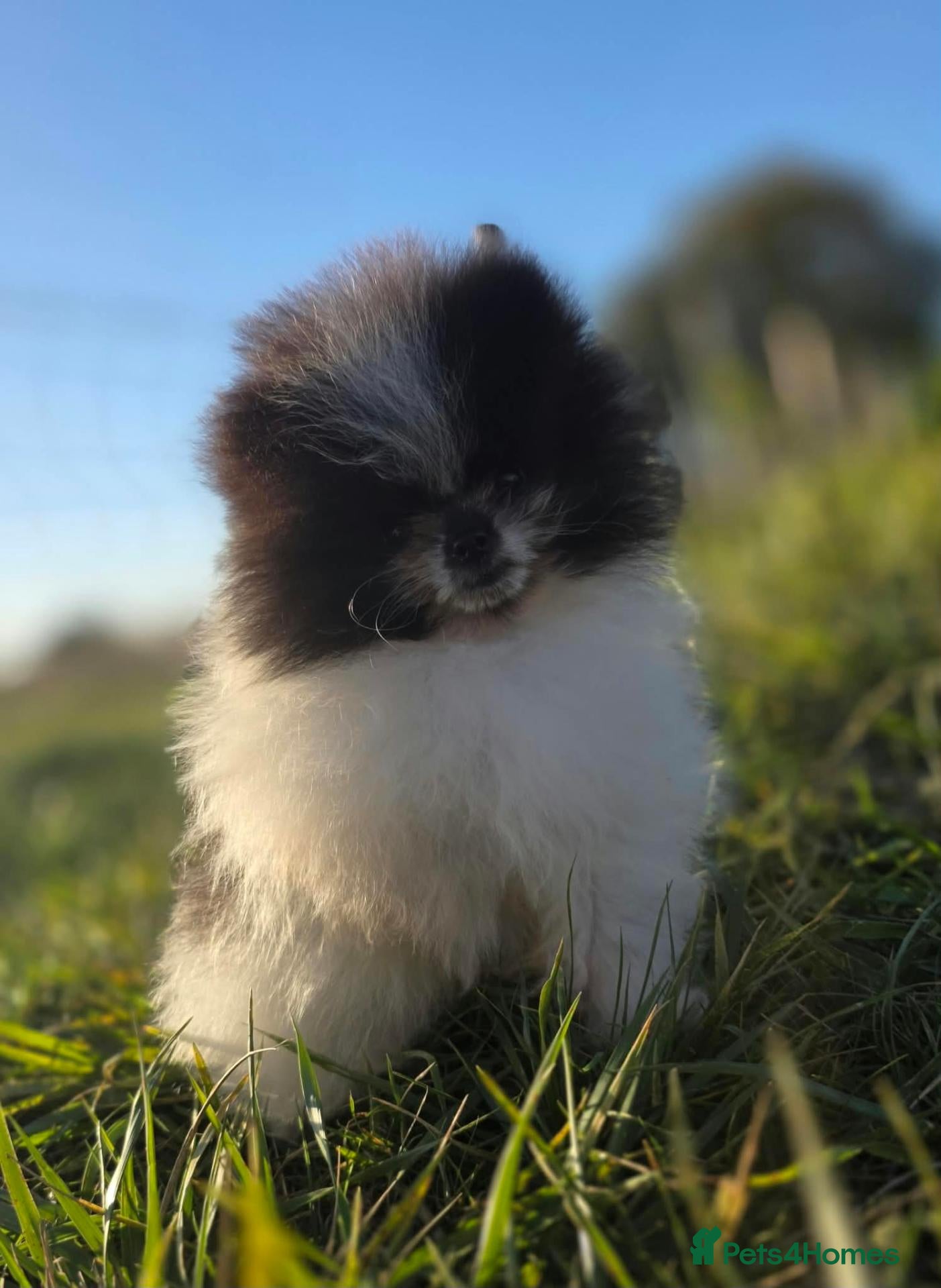 Pomeranian dogs REDUCED TO FIND NEW HOMES  - Advert 2