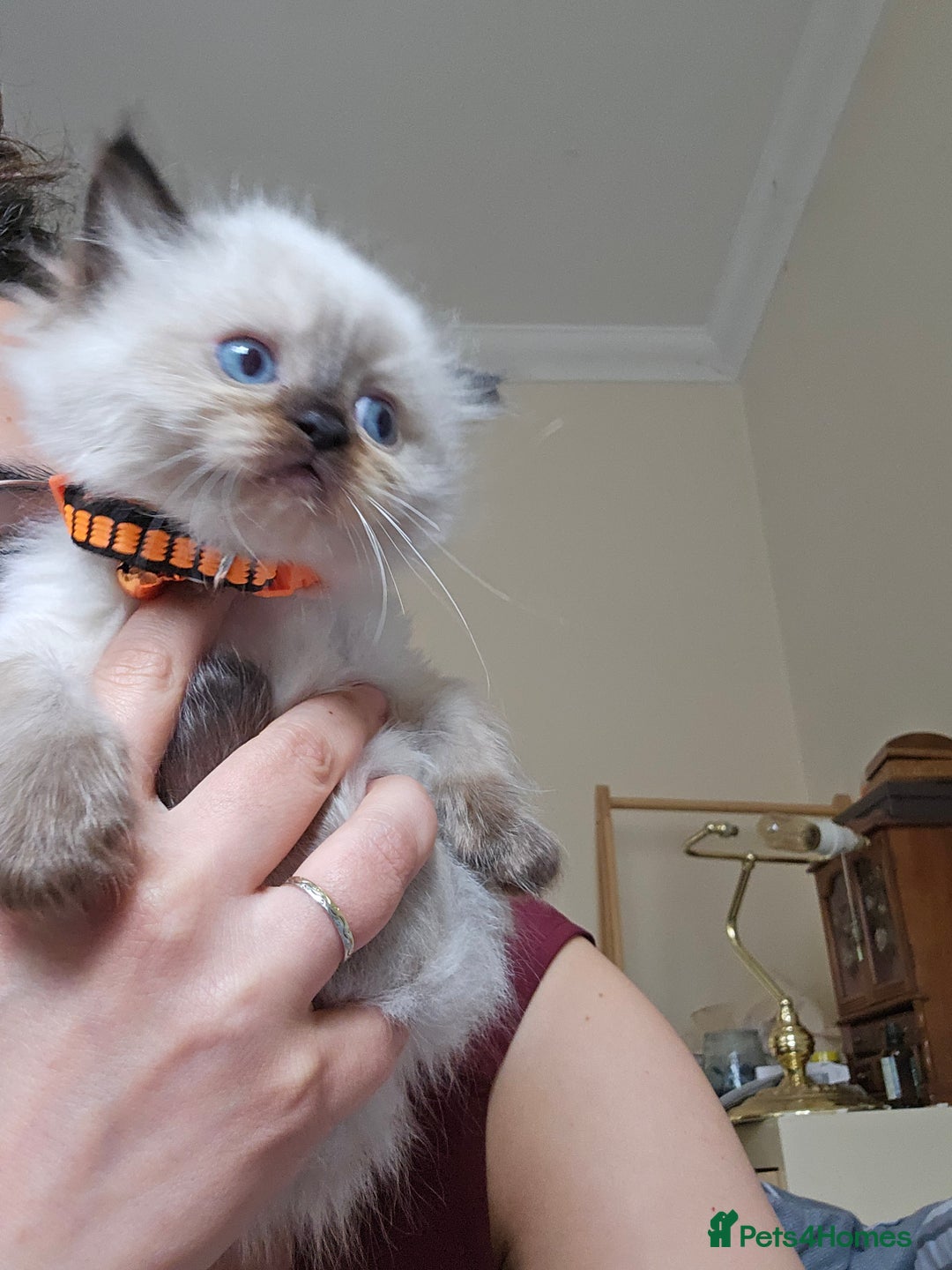 Himalayan cats for sale: Adorable Himalayan Kittens (Both Female) - Image 5