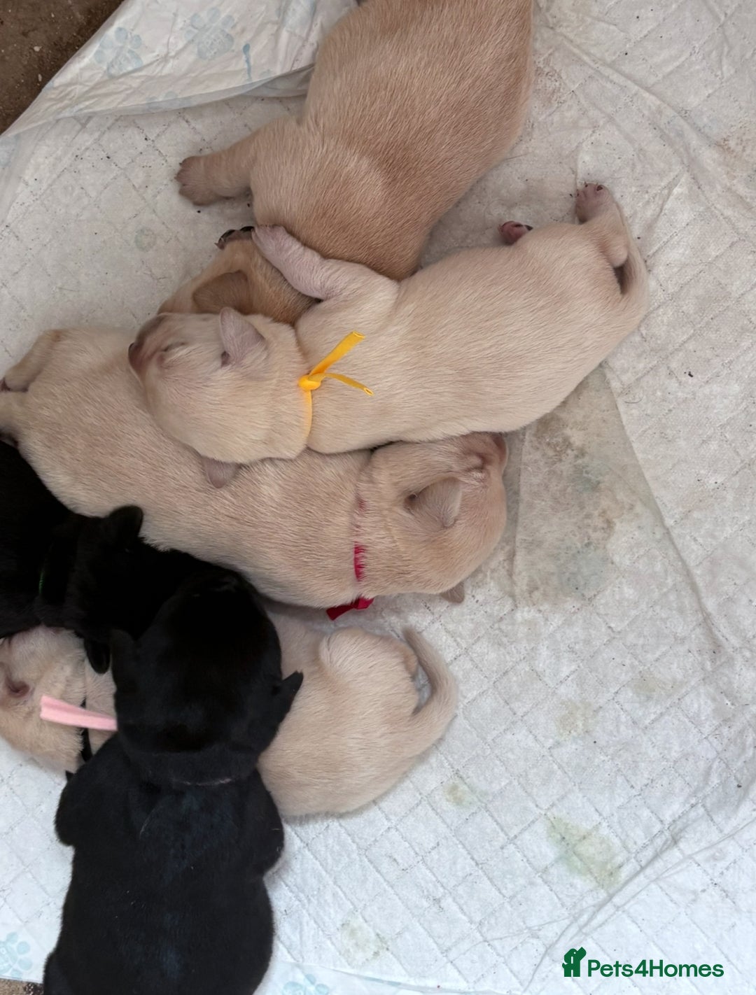 Labrador Retriever dogs for sale: Labrador pups - Image 15
