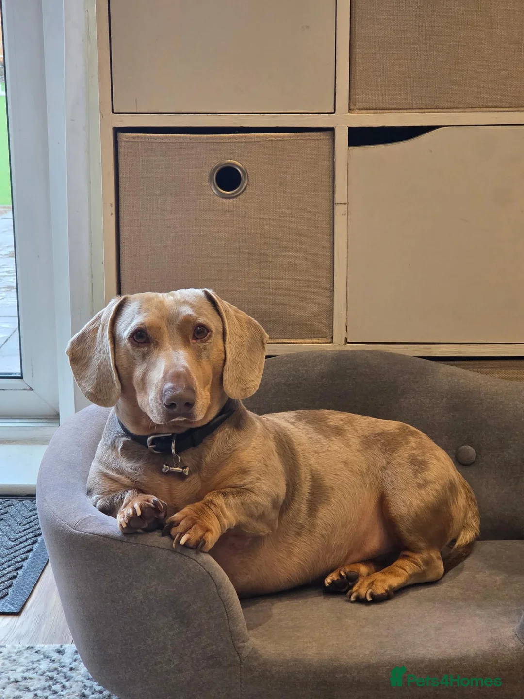 Miniature Dachshund dogs for sale: GUCCI in Wolverhampton - Advert 1