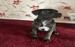 Cane Corso dogs for sale: Italian cane corso puppies  - Image 5