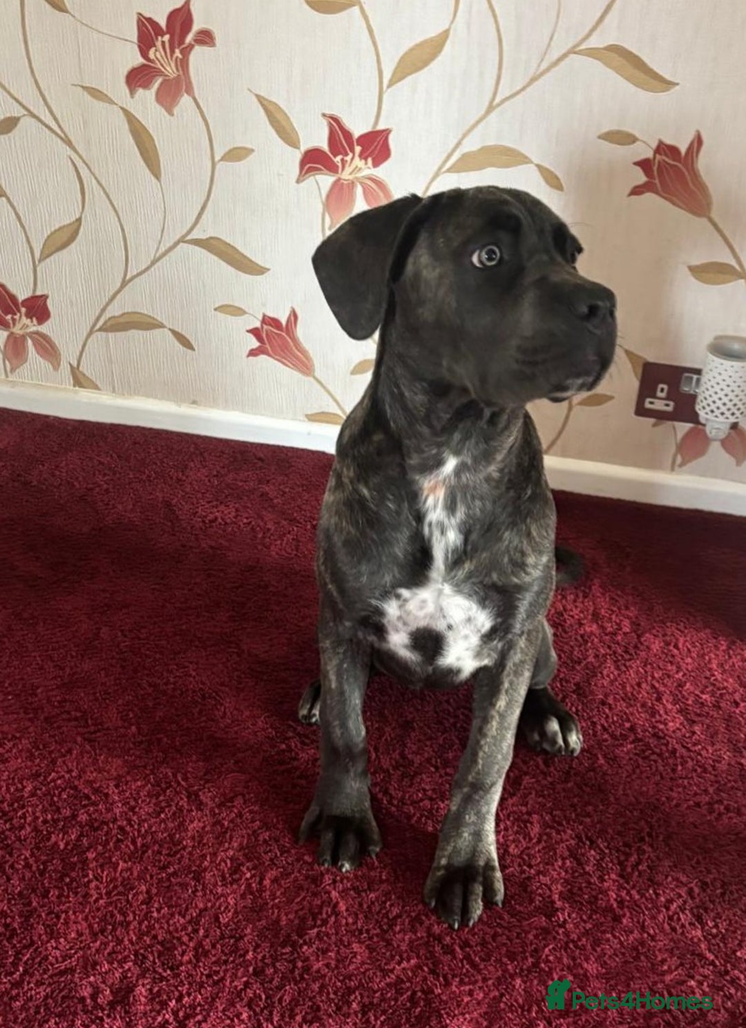 Cane Corso dogs for sale: Italian cane corso puppies  - Image 5