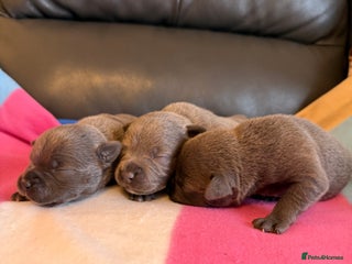 Staffordshire Bull Terrier dogs Blue Staffordshire Bull Terrier KC registered - Advert 3