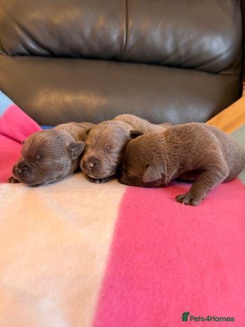 Staffordshire Bull Terrier dogs - Advert 10