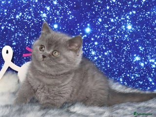 British Shorthair cats Tica registered British Shorthair kittens - Advert 1