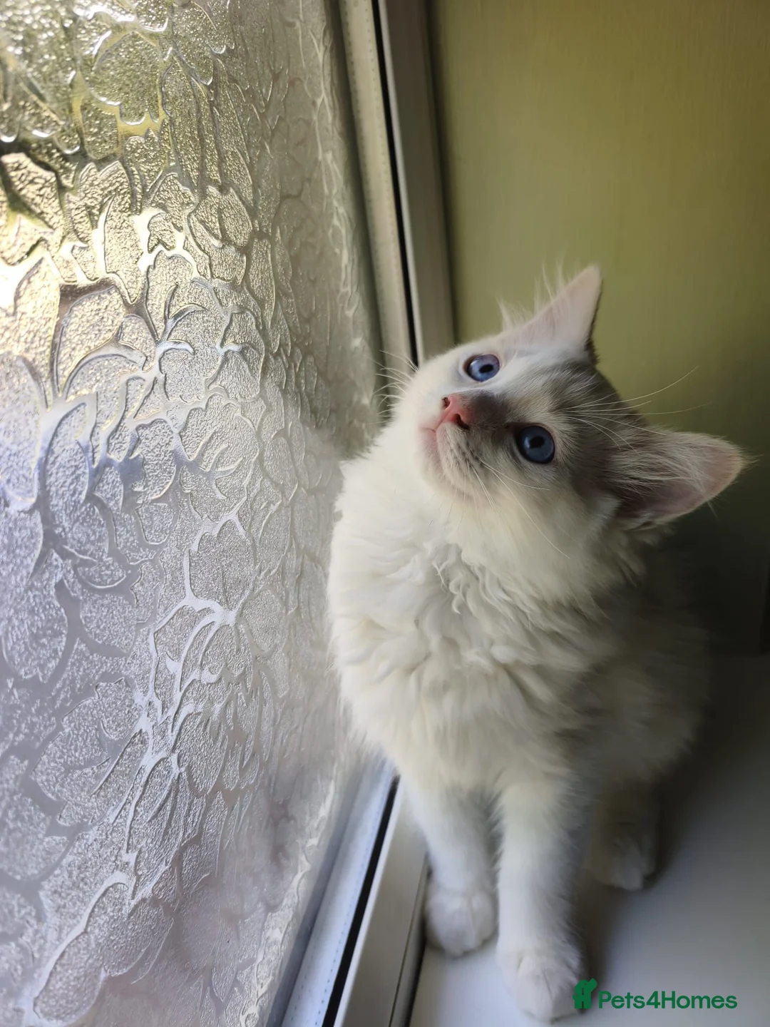 Ragdoll cats for sale: Last boy - Advert 1