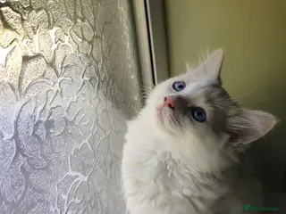 Ragdoll cats Last boy - Advert 6