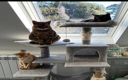 Domestic Shorthair cats for sale: Pretty Black Female Cat - Image 5