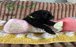 Cockapoo dogs for sale: Cockapoo f1  - Image 3