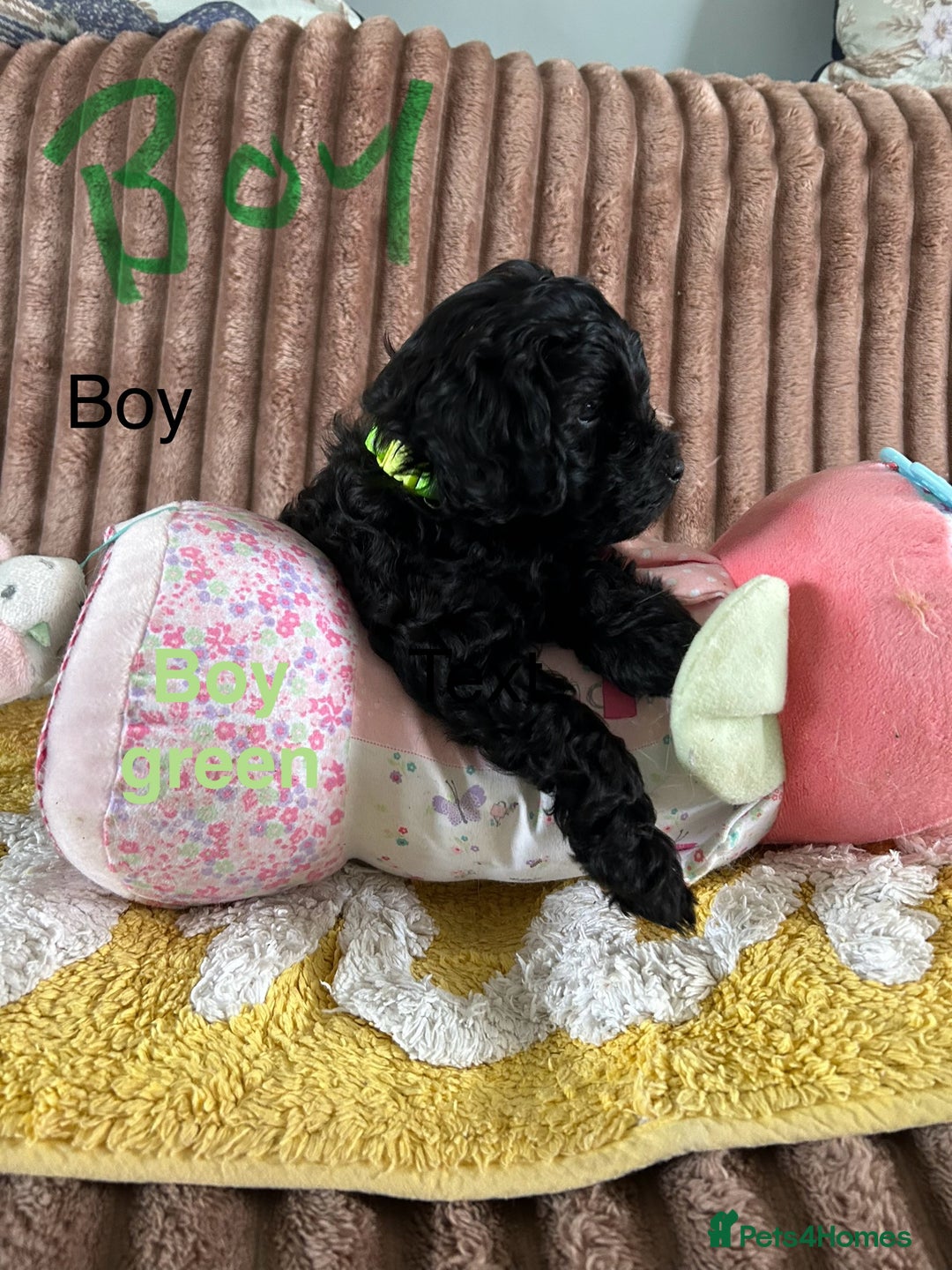 Cockapoo dogs for sale: Cockapoo f1  - Image 3