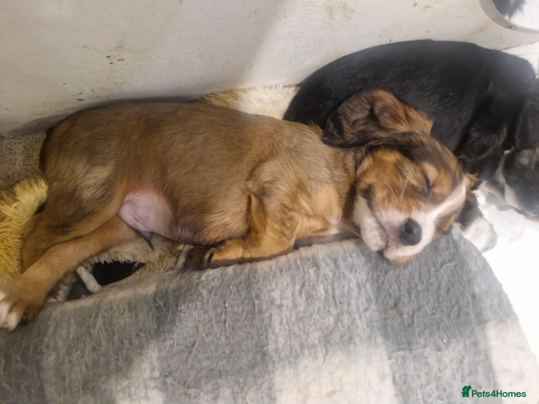 Sprocker dogs for sale: One last beautiful sprocker available  - Advert 1