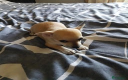 Chihuahua dogs for sale: Gorgeous Chihuahua puppies, ready now. - Image 11